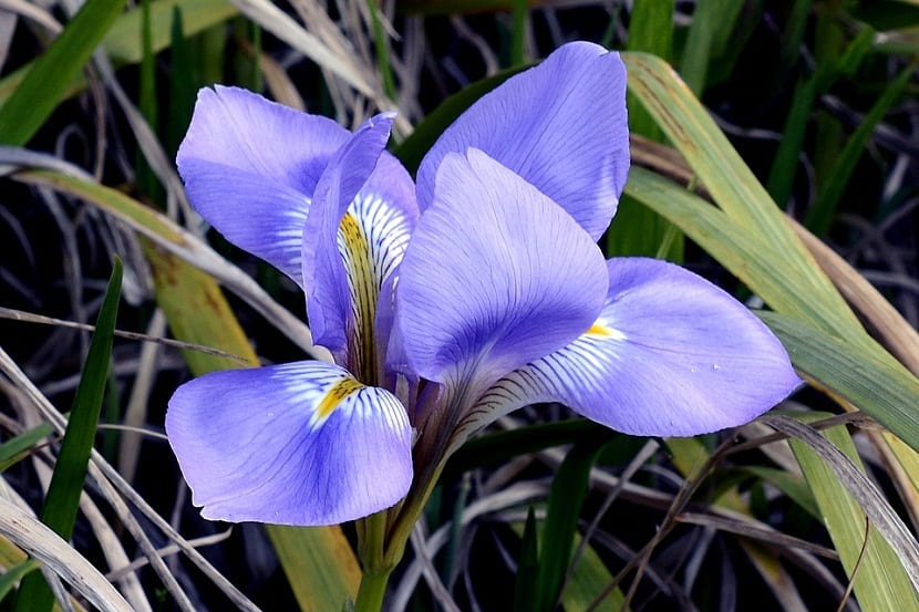 Flor de iris azul con sus pétalos caídos y estandartes