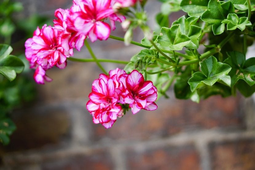 Geranio en flor con detalle de los pétalos