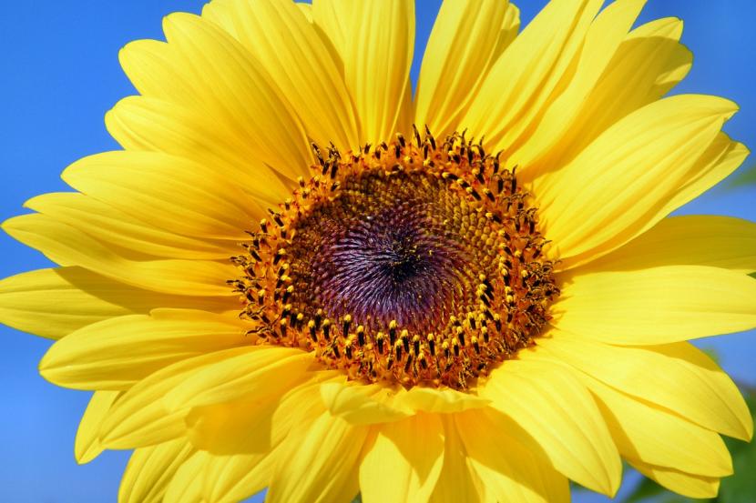 Capítulo de girasol, pariente cercano de la margarita
