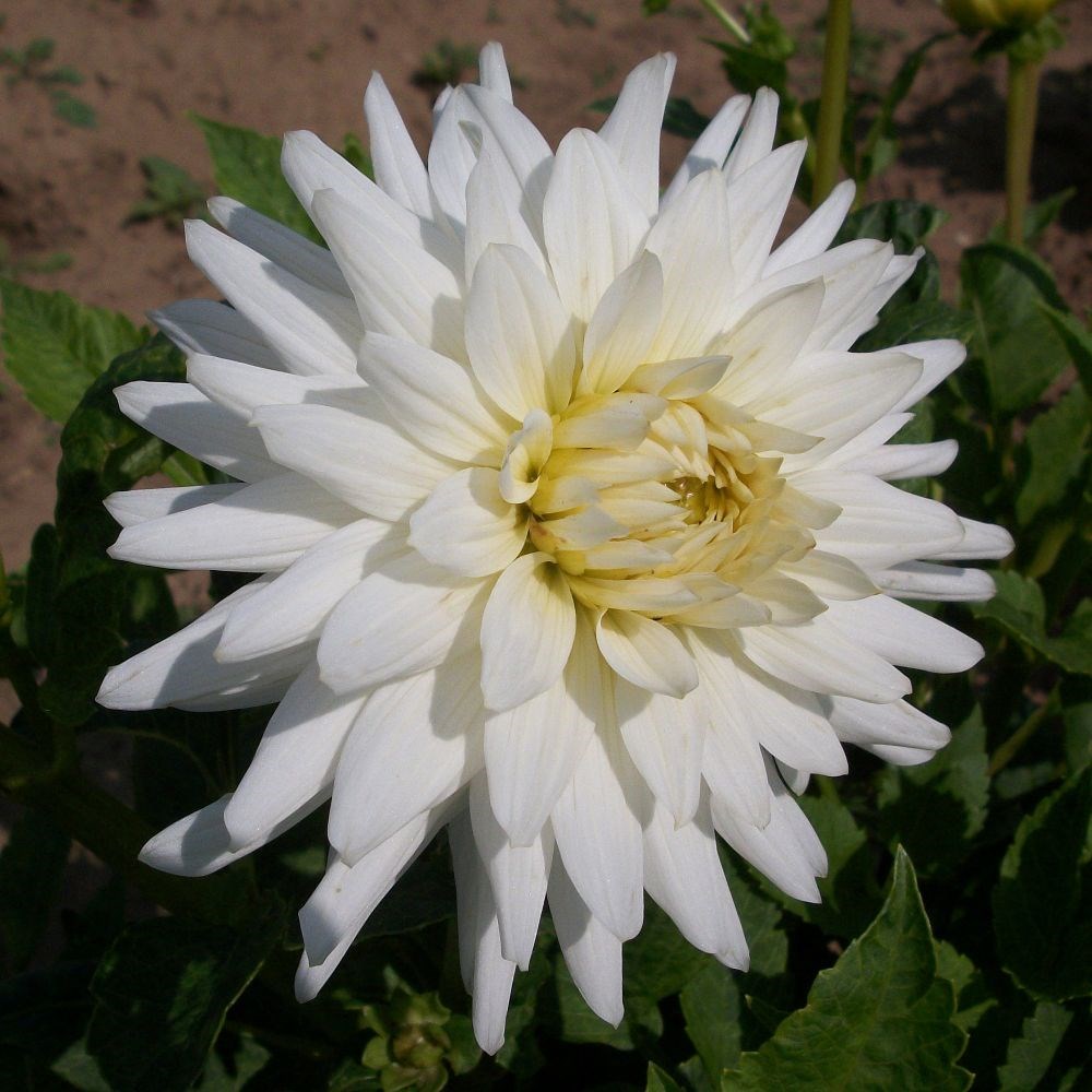 Dalia blanca de flor semicactus