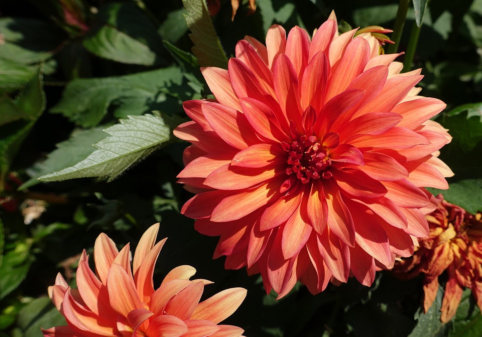 Mata de dalia en floración