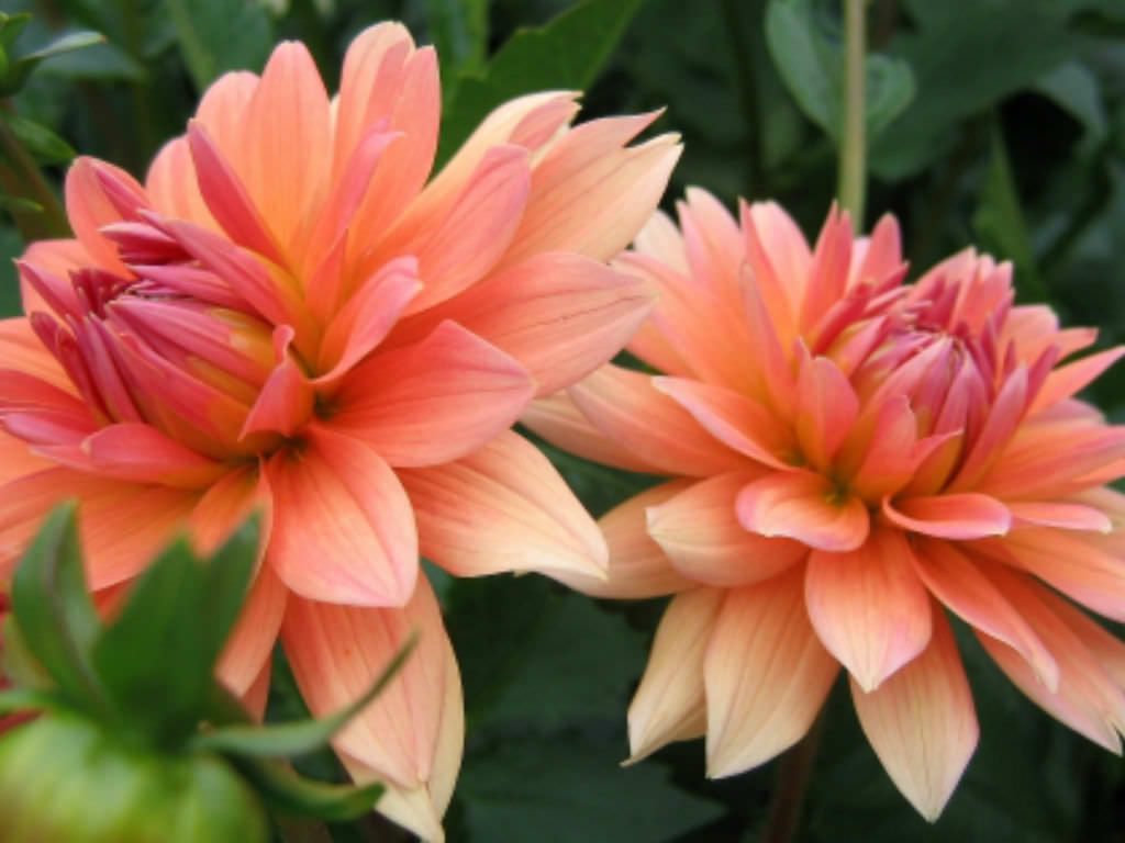 Dalia de flor lila con disco visible