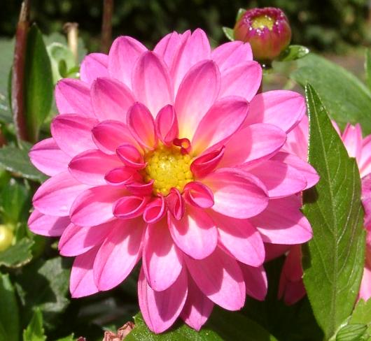 Dalia arbórea (Dahlia imperialis): porte y floración
