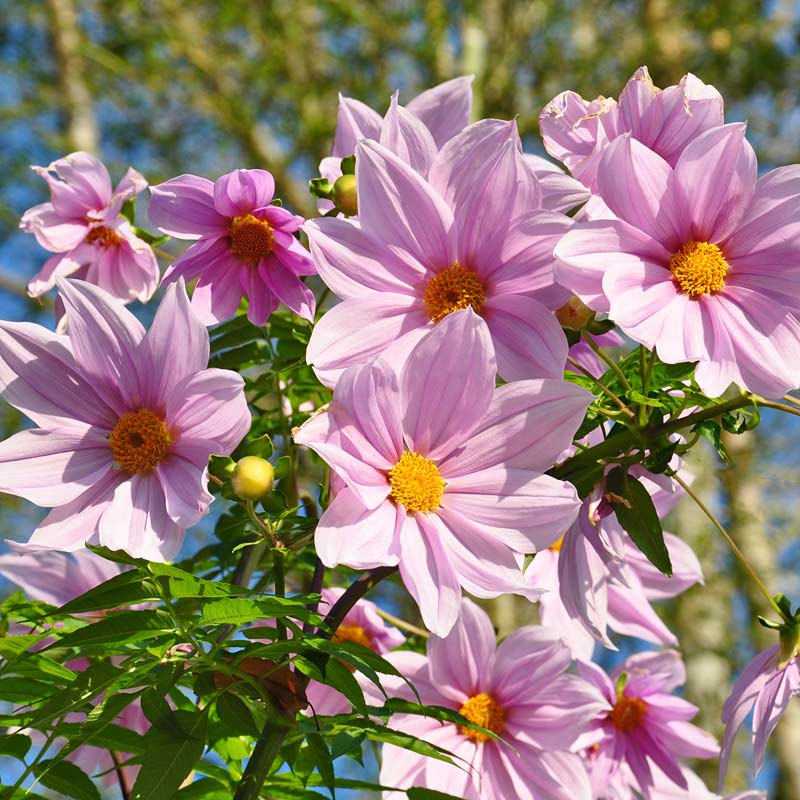 Dalia imperialis