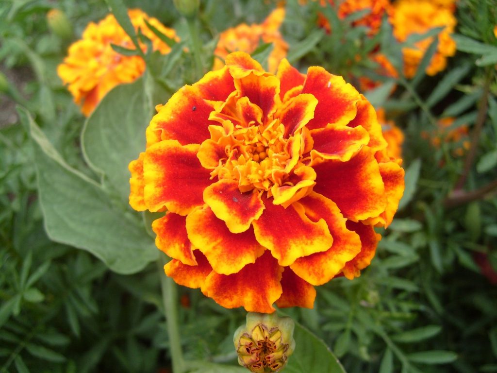 Mata de damasquina en flor a pleno sol