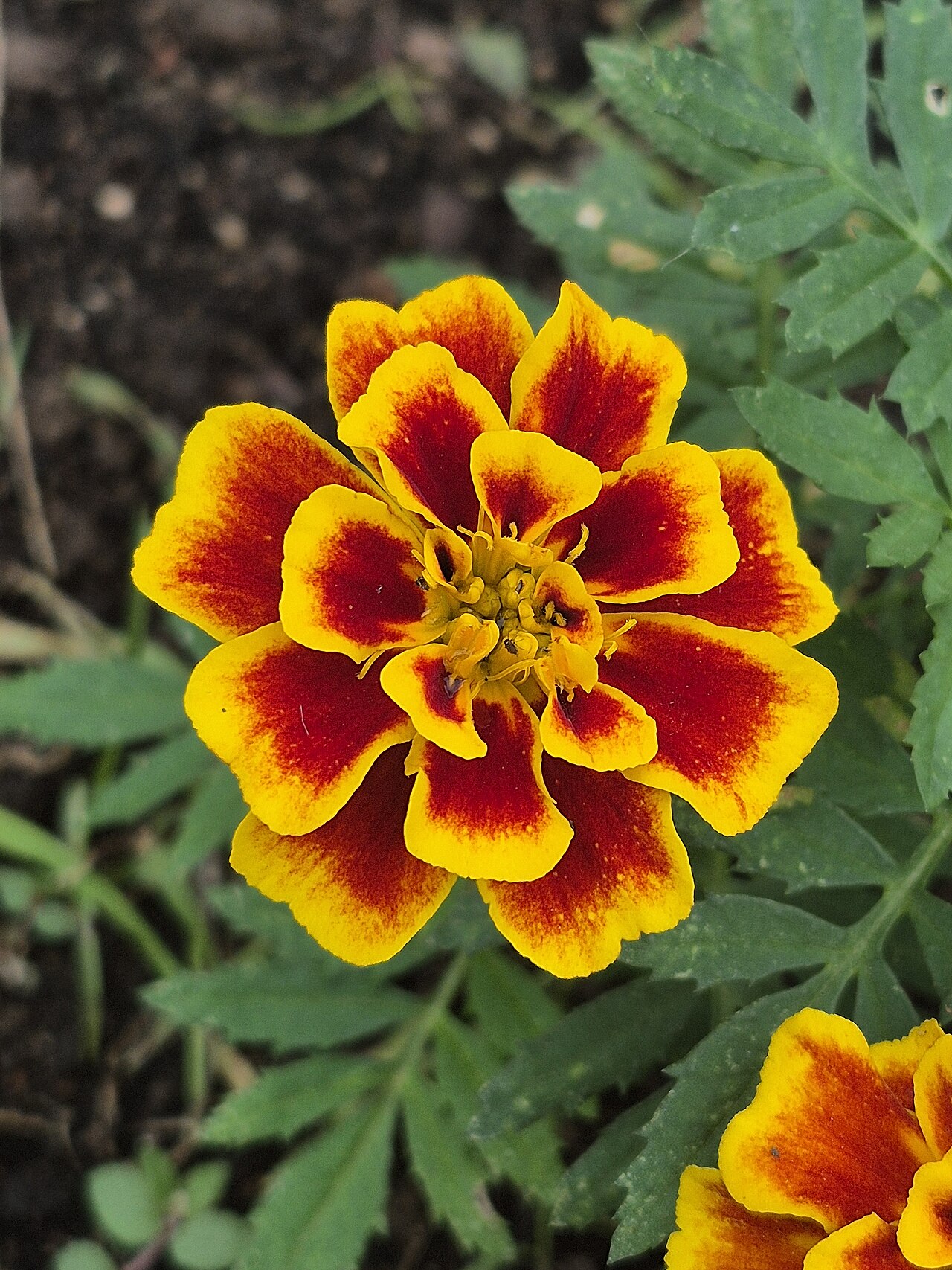 Damasquina o clavel turco: qué planta es cada una