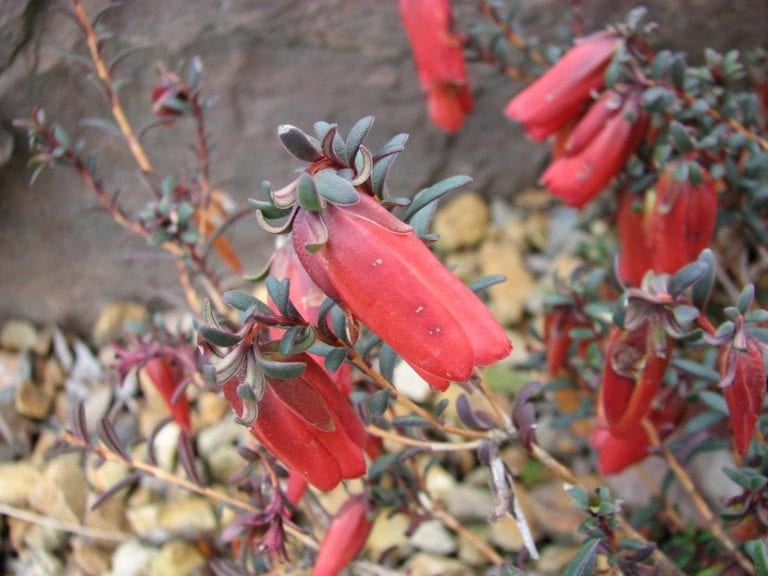 Flores colgantes de Darwinia con brácteas coloreadas
