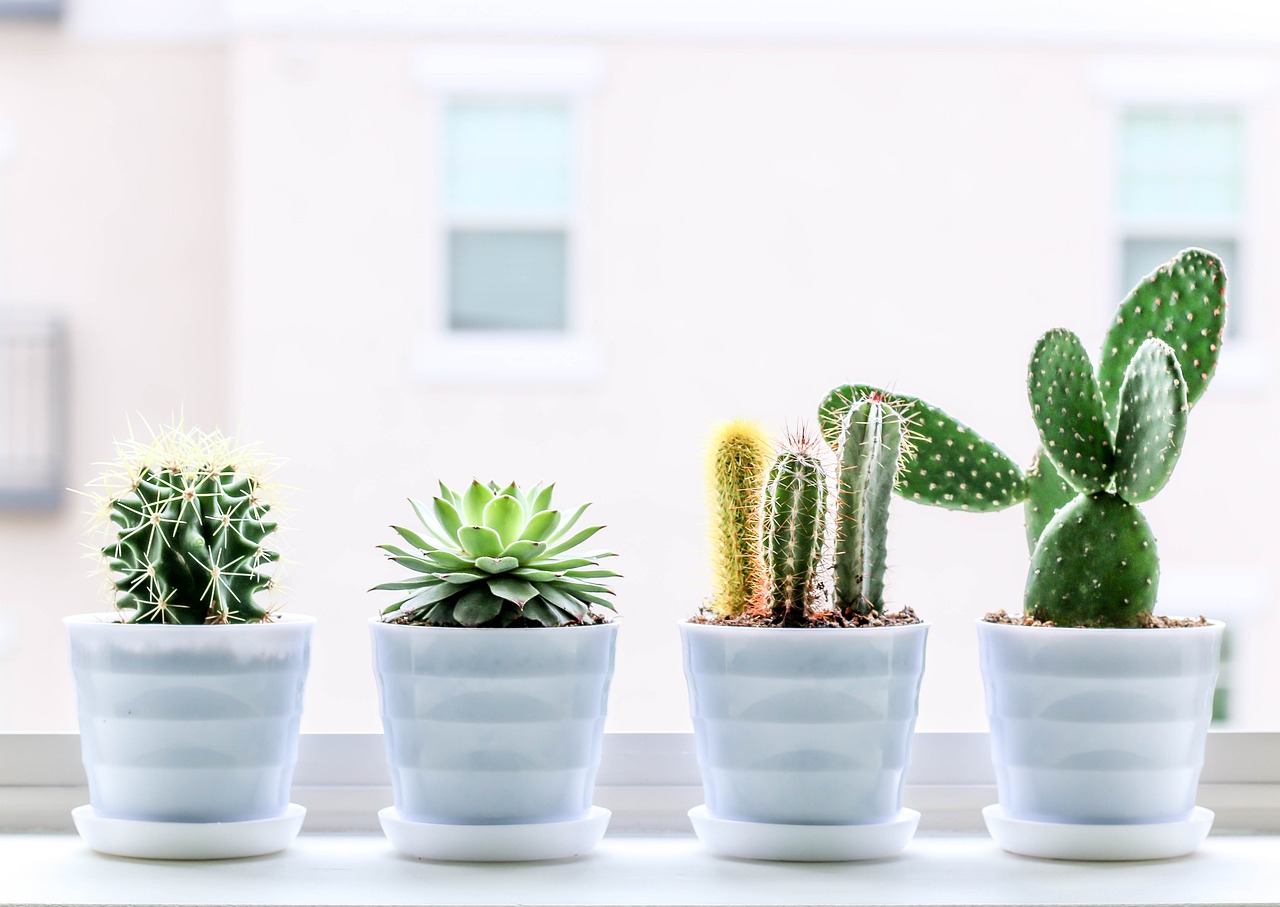 Plantas de interior: qué poner según la luz