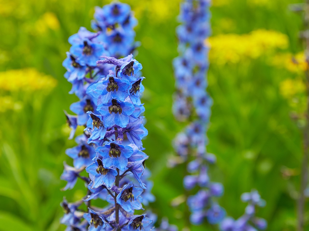 Delphinium elatum: guía de cultivo y cuidados de la perenne azul
