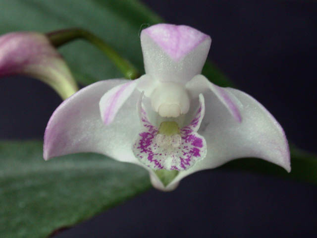 Dendrobium: por qué no vuelve a florecer en casa