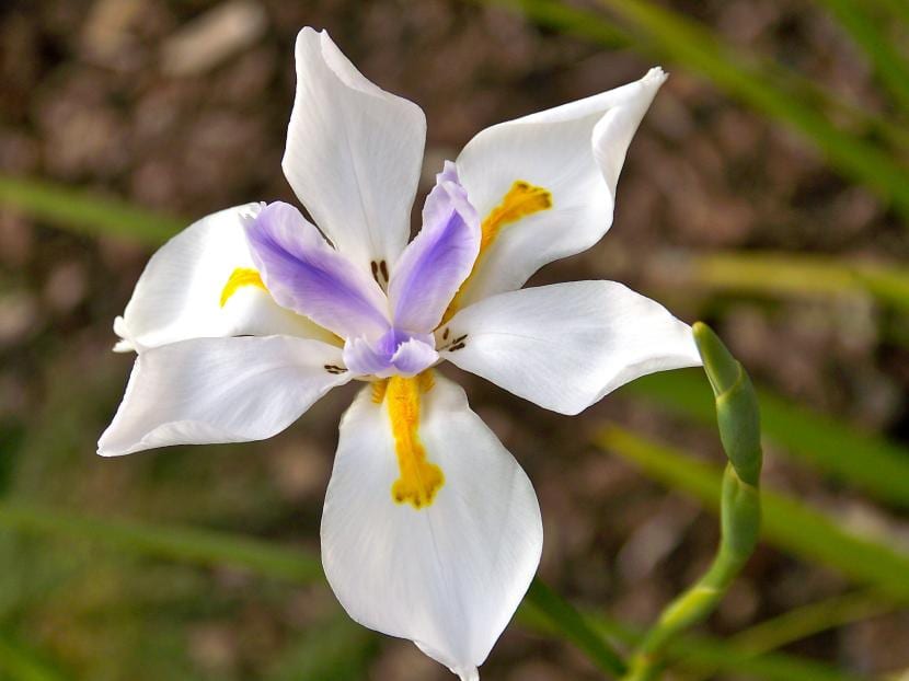 Flor de Dietes grandiflora, blanca con estilos violeta