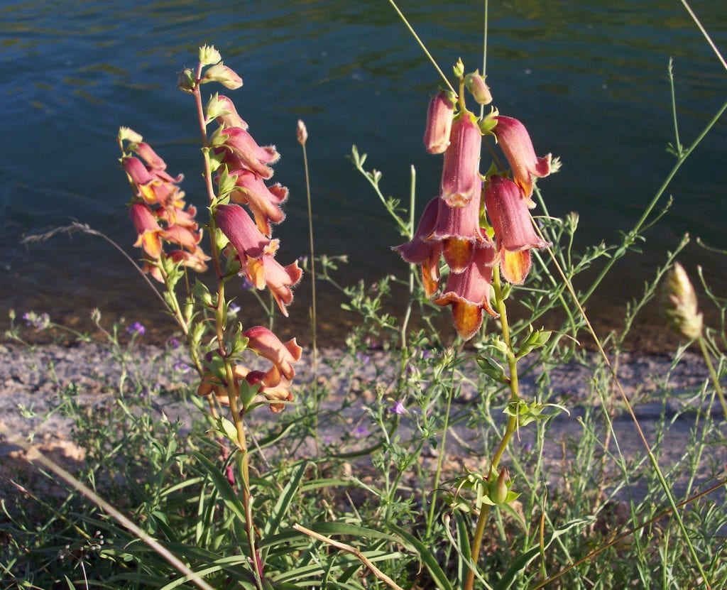 Digitalis: especies de dedalera y cómo cultivarlas en España