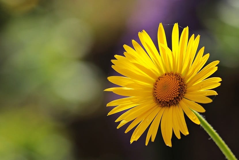Flor amarilla de Euryops pectinatus vista de cerca