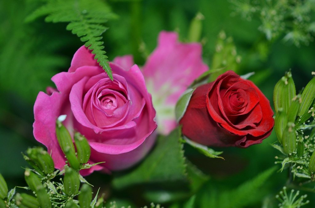 Ramo de rosas naturales