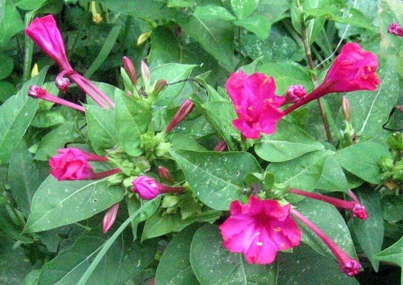 Dondiego de noche en flor