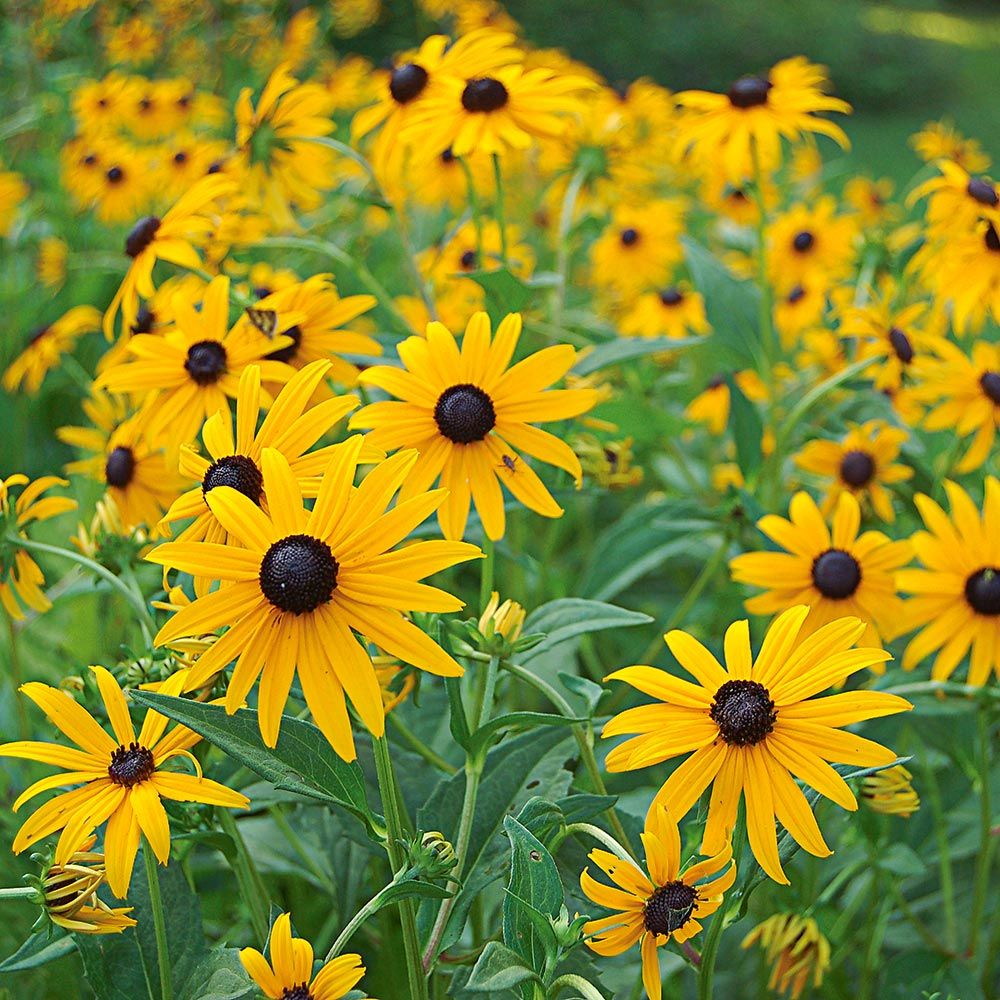 Rudbeckia en flor con el cono central oscuro