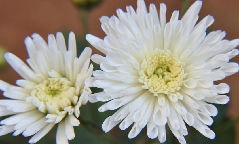 Crisantemo blanco en flor
