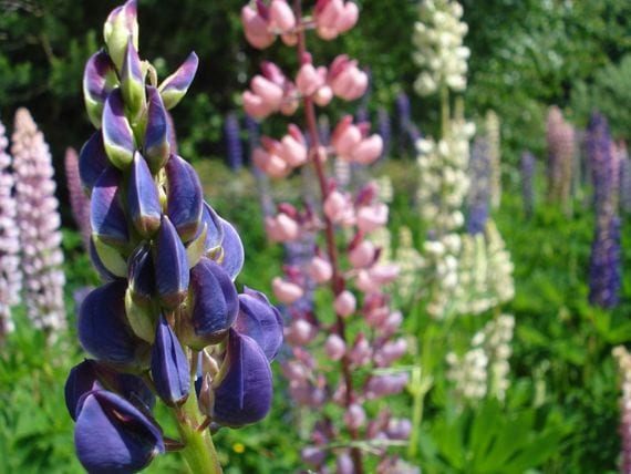 Espigas florales de lupino en un macizo de jardín