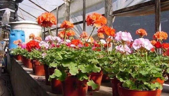 Malvones de distintos colores cultivados en macetas