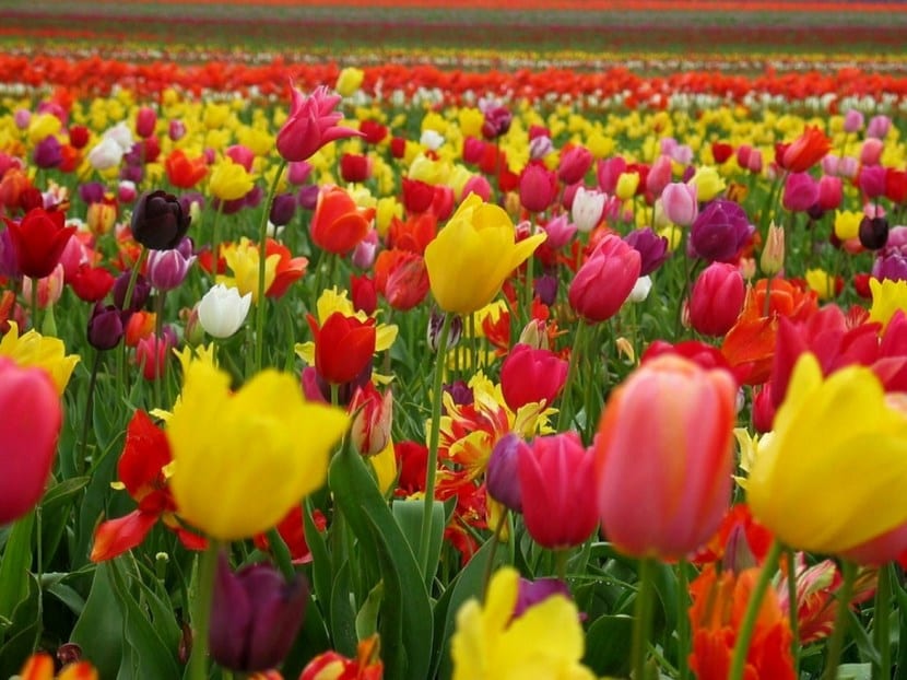 Tulipanes de distintos colores en floración