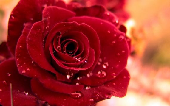 Qué flores regalar en San Valentín y cuáles evitar