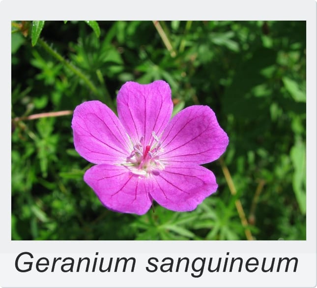 Geranium sanguineum, geranio vivaz de flor magenta