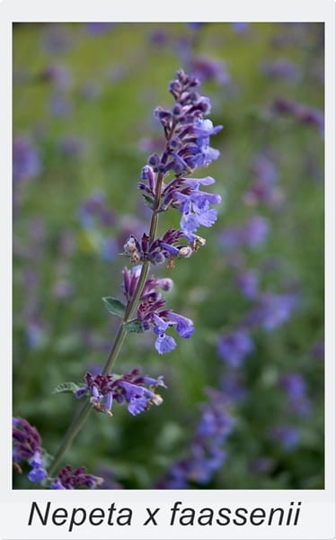 Nepeta x faassenii en flor