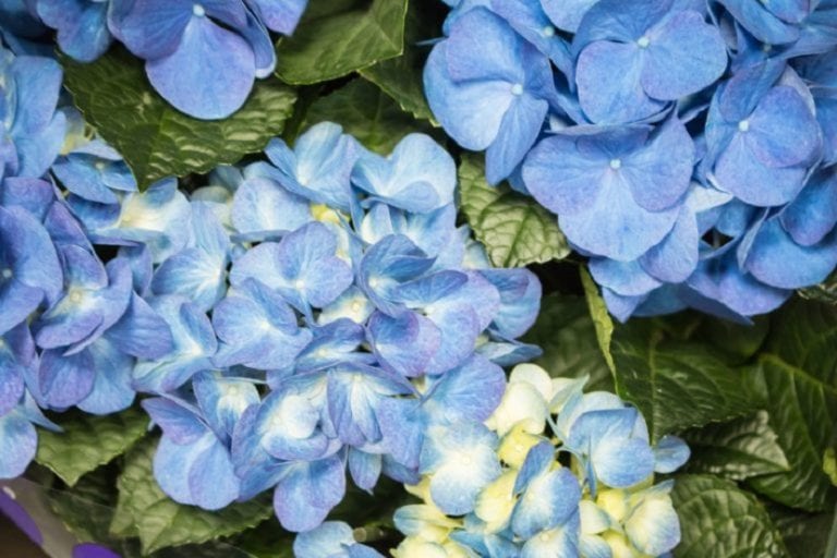 Jardín con flores y arbustos al comienzo de la primavera