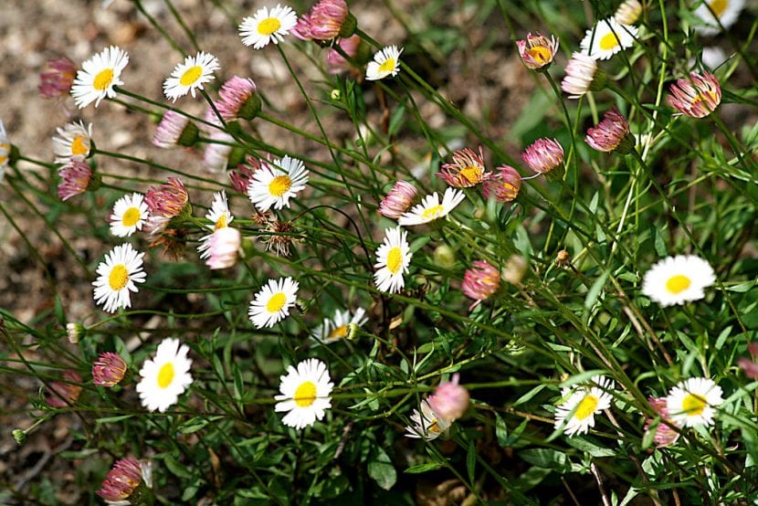 Mata de Erigeron karvinskianus en flor sobre un muro de piedra
