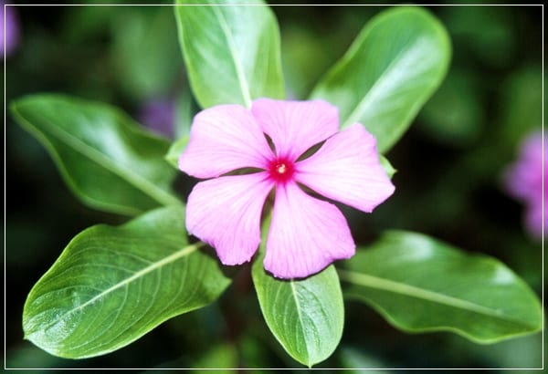 Flores de Catharanthus roseus, vinca de Madagascar