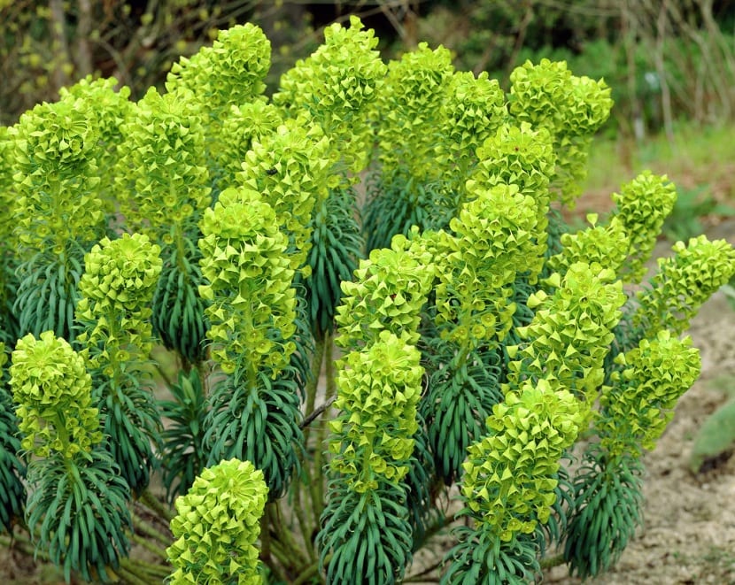Mata de Euphorbia characias en flor