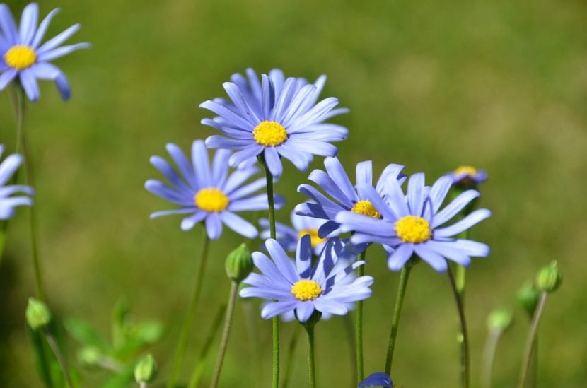 Mata de Felicia amelloides en flor con margaritas azules