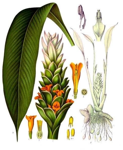 Flor de cúrcuma: qué planta es y cómo se cuida