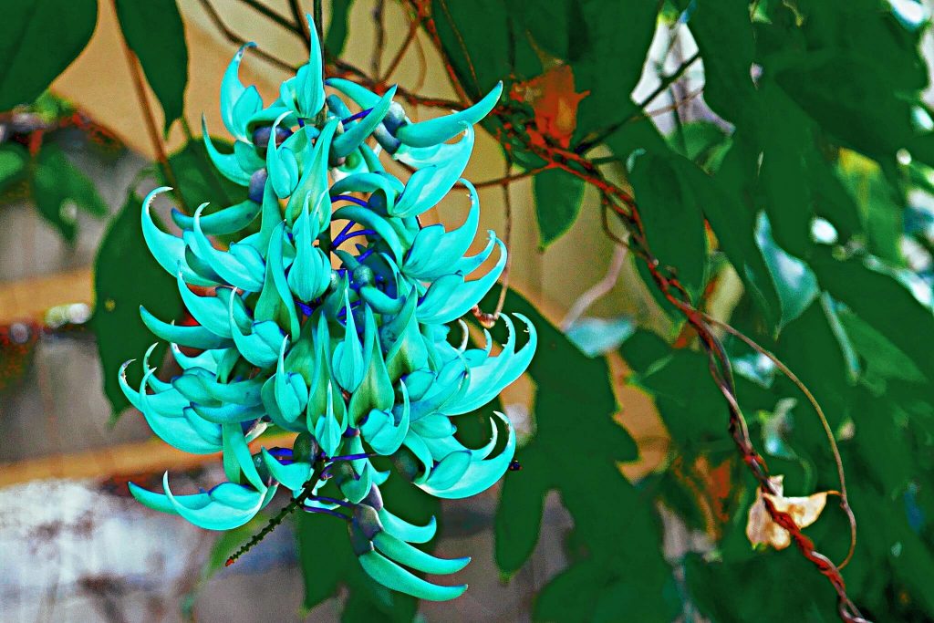 Racimo colgante de flores turquesa de Strongylodon macrobotrys