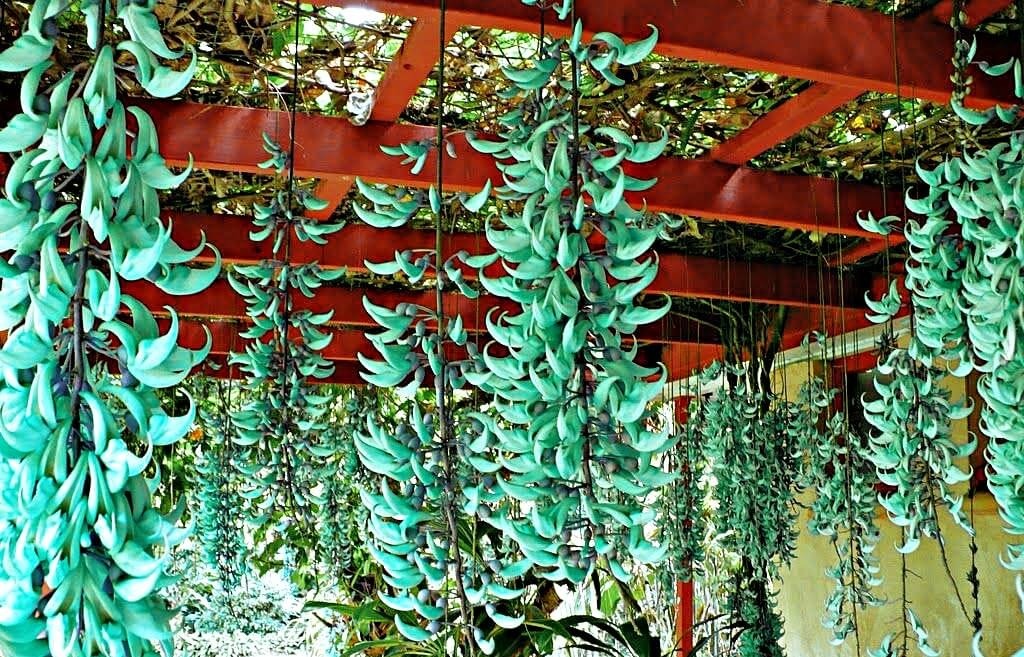 Pérgola cubierta de racimos turquesa de flor de jade