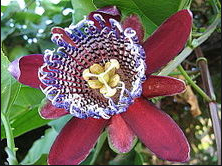 Pasiflora tropical de pétalos rojos con la corona bandeada