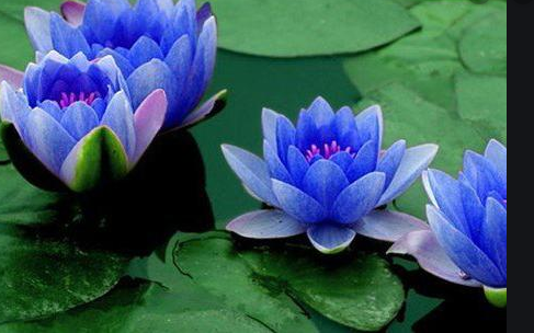 Nenúfares azules con flores apoyadas sobre el agua y hojas flotantes