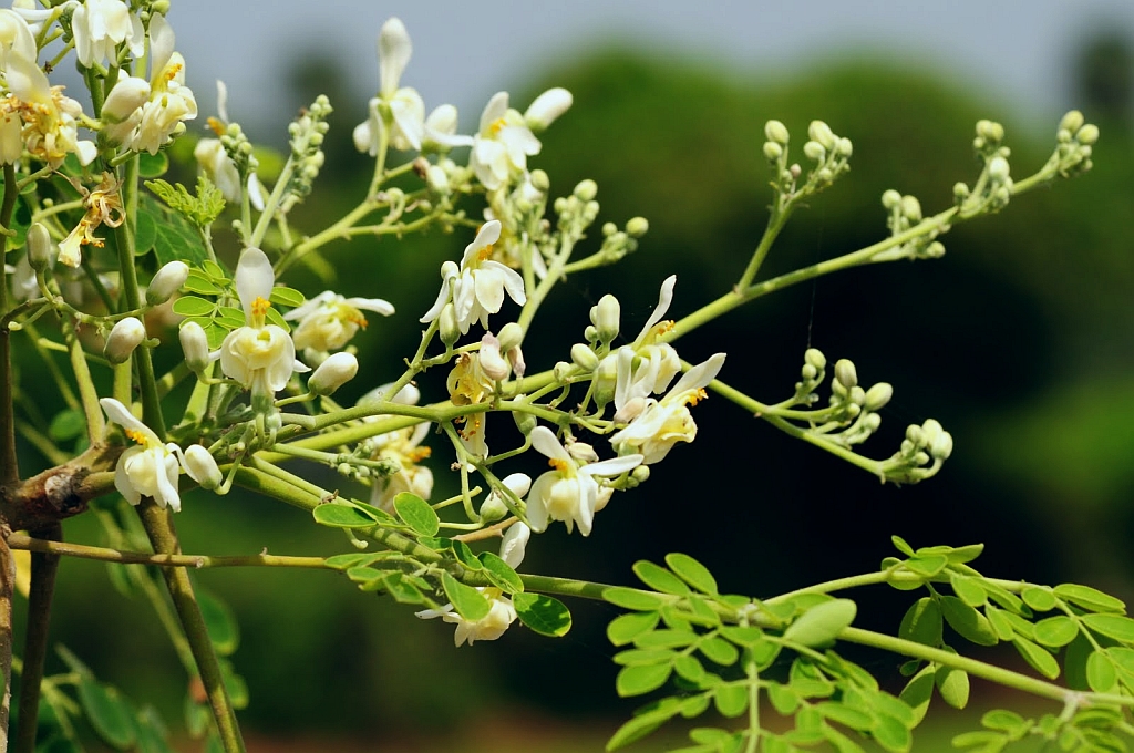 Moringa oleifera: cómo es el árbol y dónde crece