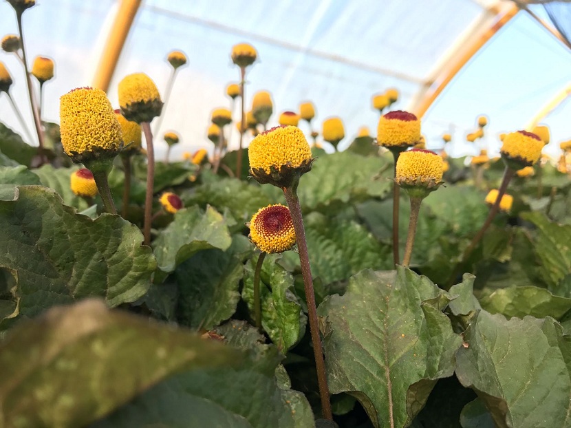 Flor eléctrica (Acmella oleracea): cultivo y uso en cocina