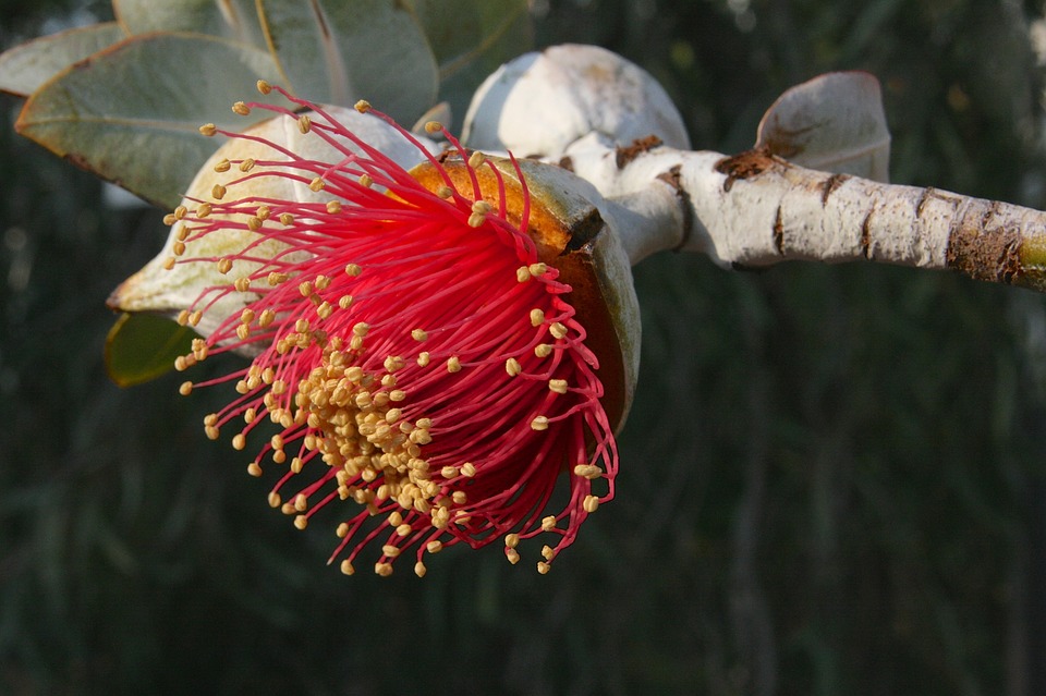 flor roja de eucalipto