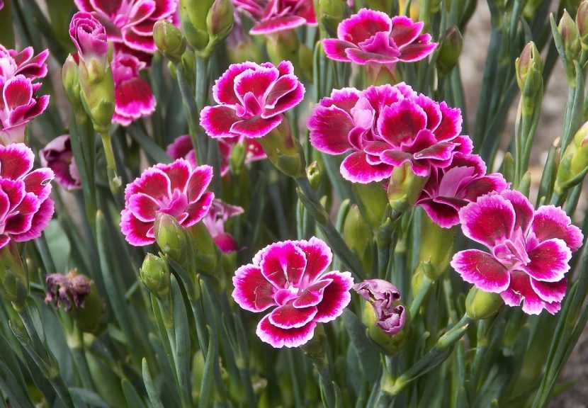Clavel en flor, Dianthus caryophyllus