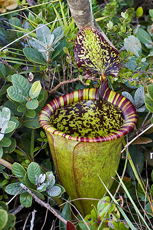 Flor de Nepenthes: cómo es la flor y qué es la jarra