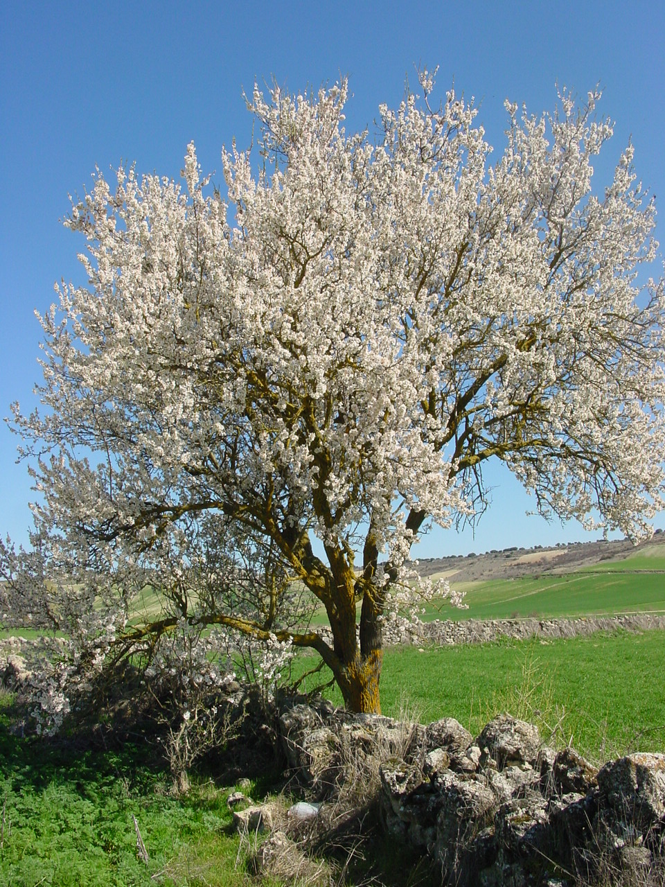 floración del almendro