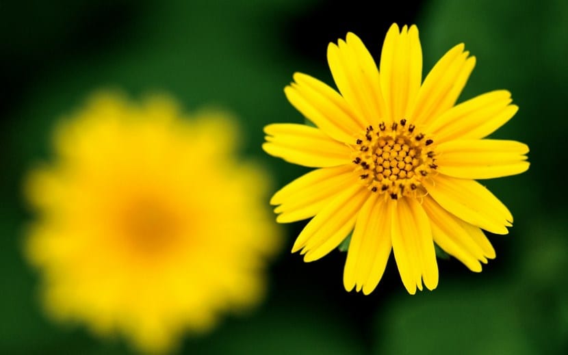 Flores amarillas en casa: especies, cuidados y significado