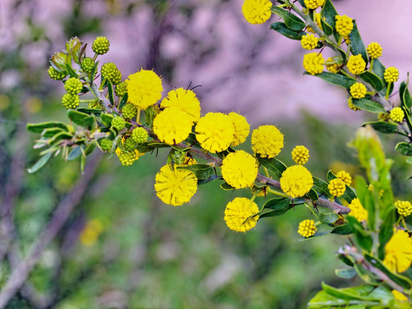 Flores de acacia en pompón