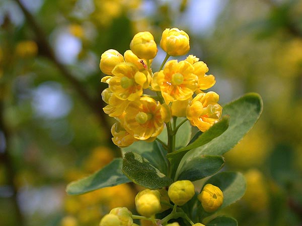 Flores de agracejo
