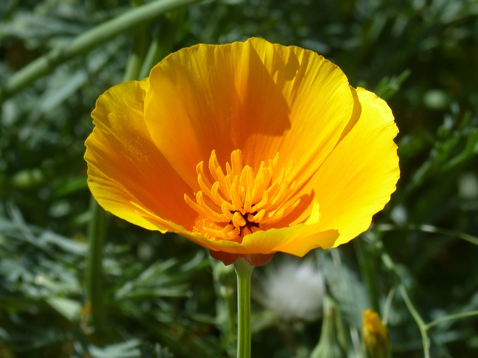 Amapola de California