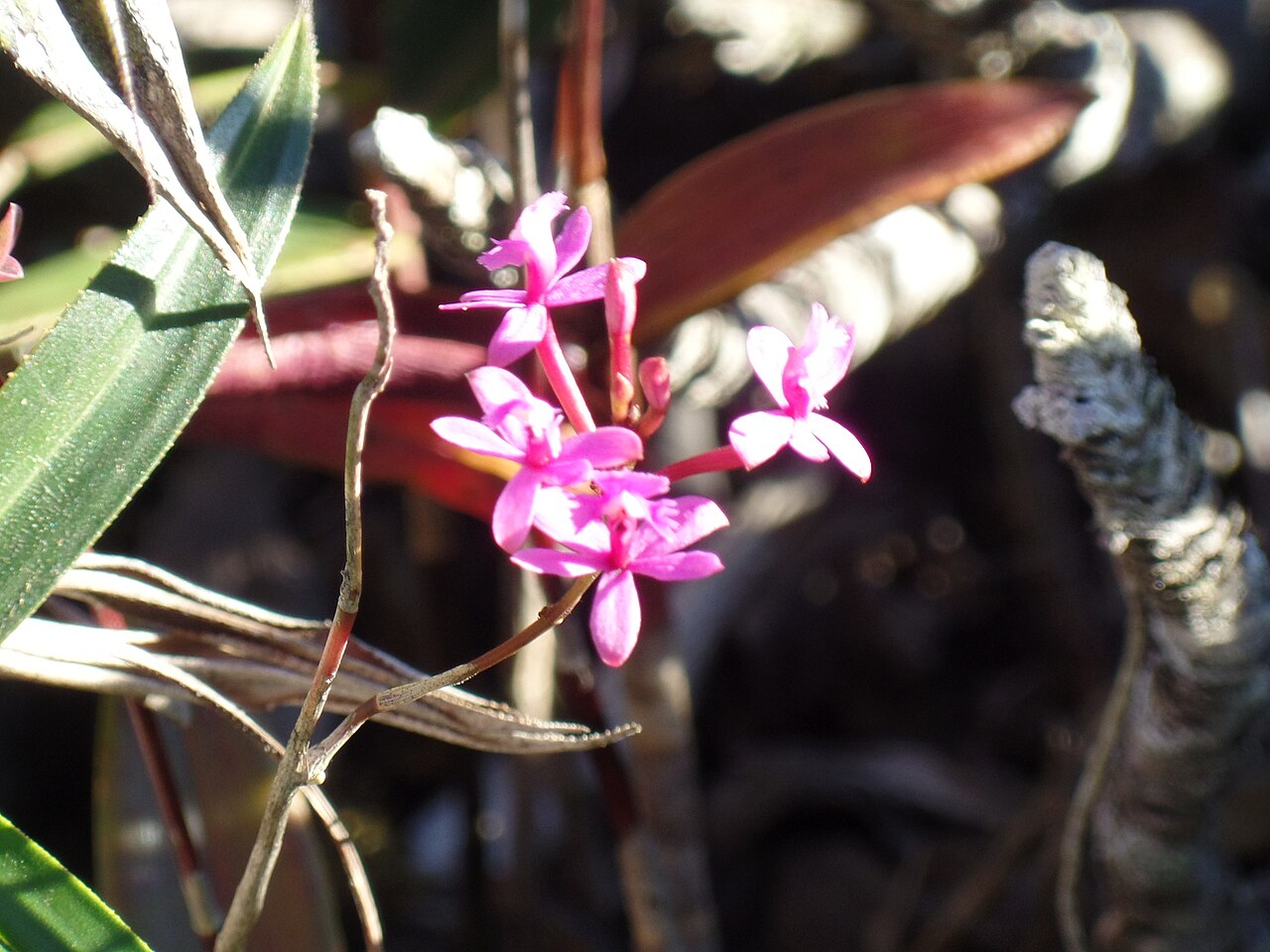 Flores pequeñas y rosadas de una orquídea Epidendrum