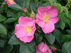 Rosal silvestre de flor simple rosa con cinco pétalos