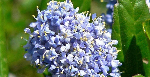 Flores de ceanothus